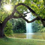 Ein Baum an einem Teich