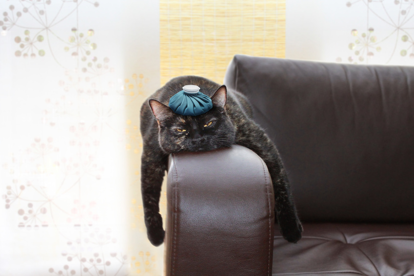 Eine Katze auf einem Sofa