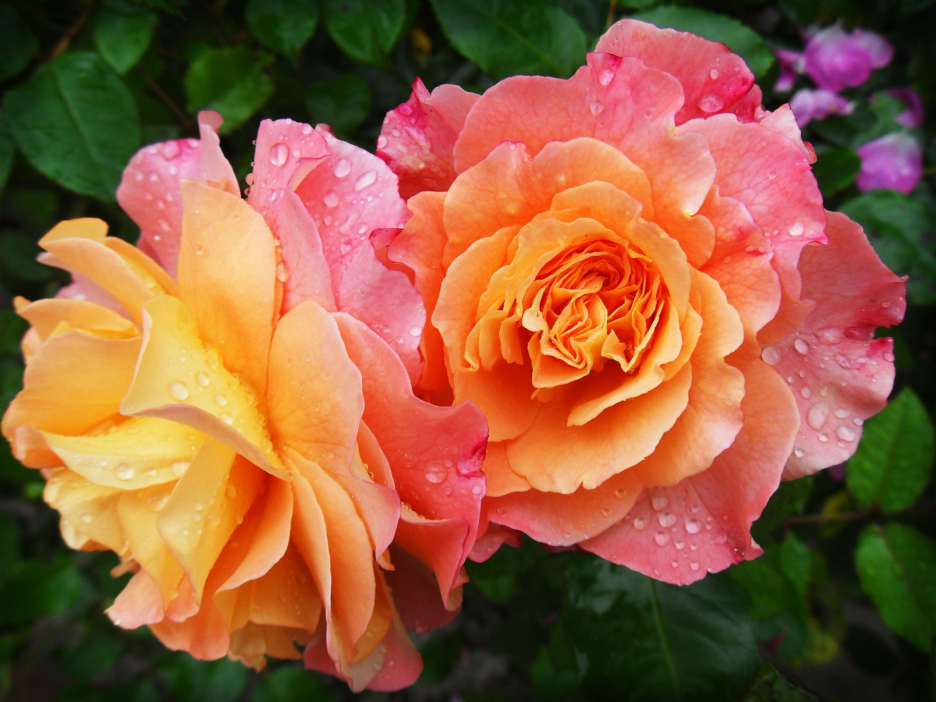 orange-rosa Rosenblüten